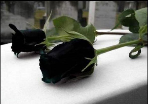 Permalink to Semana del homenaje Semana del homenaje