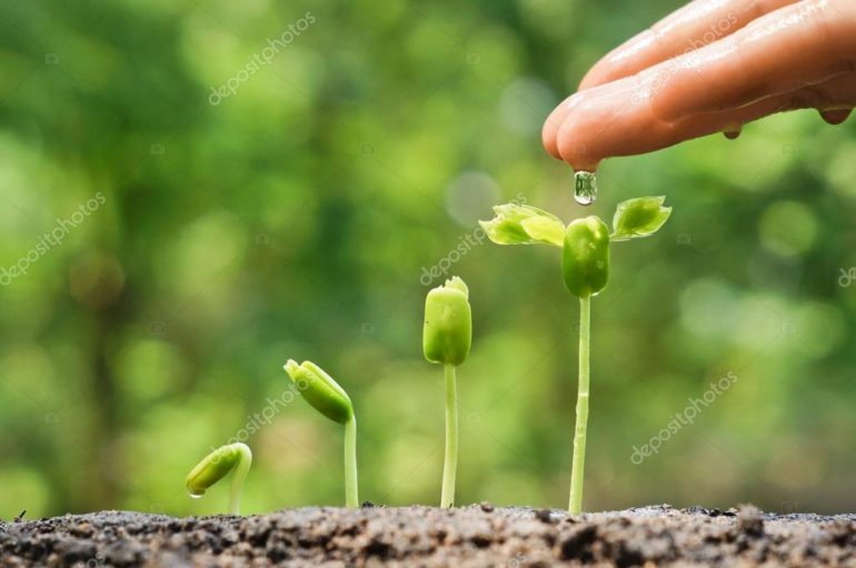 Semana de la germinación